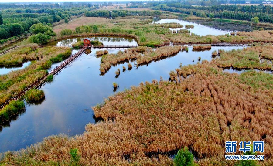 （新華全媒頭條&middot;圖文互動）（13）從&ldquo;四亂&rdquo;突出到生態(tài)修復 黃河漸成中原&ldquo;綠飄帶&rdquo;