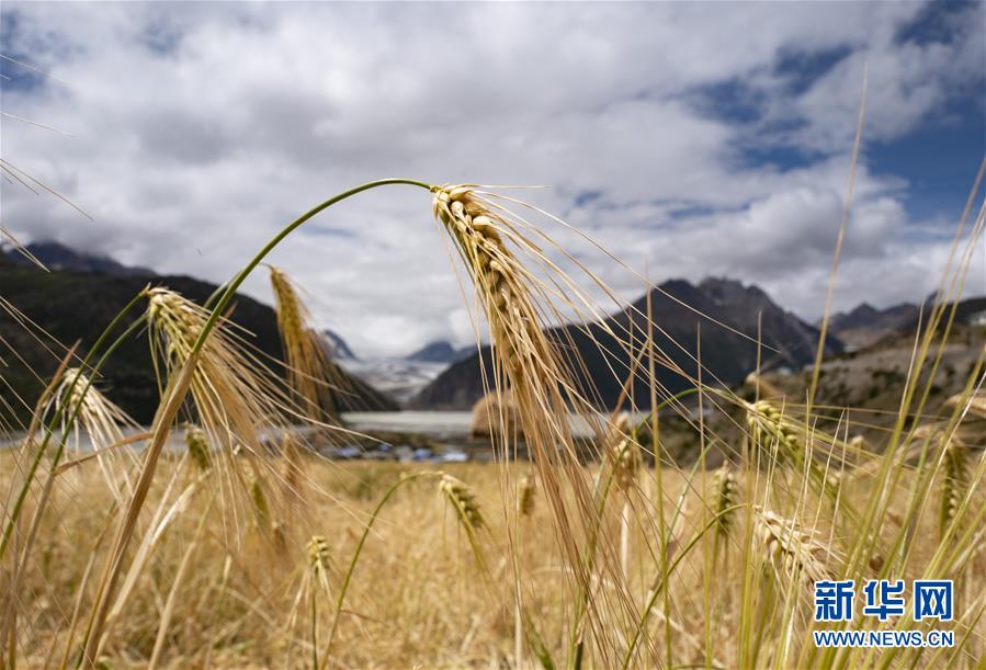 （新華全媒頭條&middot;圖文互動(dòng)）（10）愿做高原一粒種 化作金穗撒人間&mdash;&mdash;追記我國(guó)青稞研究專家尼瑪扎西