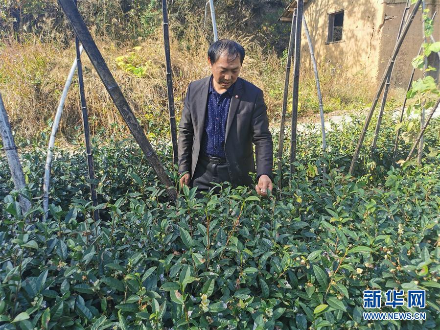 （決戰(zhàn)決勝脫貧攻堅(jiān)&middot;圖文互動）（2）咬定&ldquo;茶&rdquo;山不放松&mdash;&mdash;安徽大別山區(qū)石佛村依靠茶產(chǎn)業(yè)脫貧致富見聞