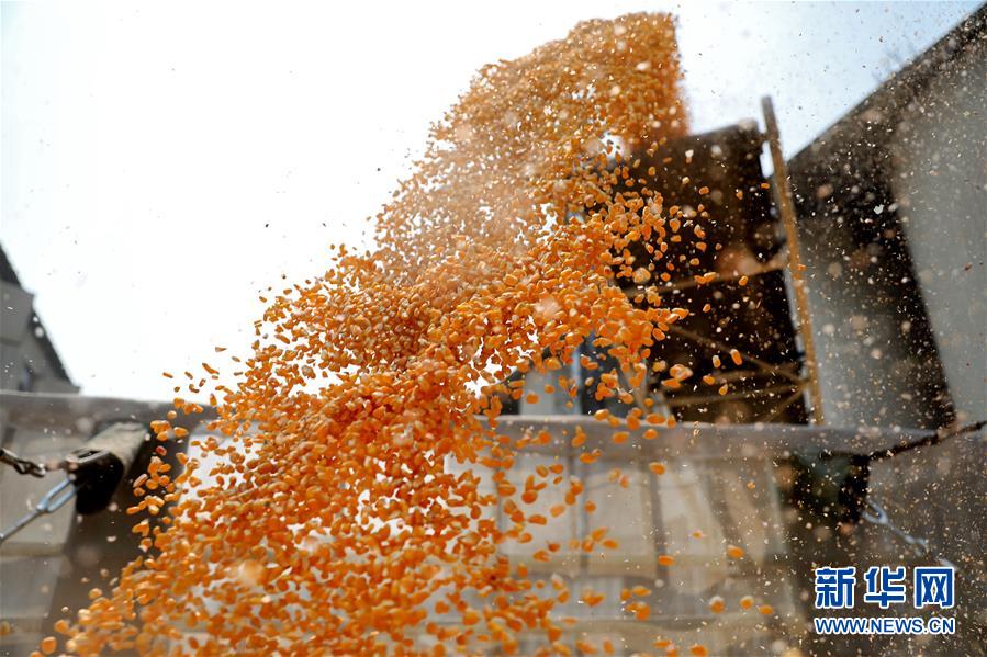 （在習(xí)近平新時(shí)代中國(guó)特色社會(huì)主義思想指引下&mdash;&mdash;新時(shí)代新作為新篇章&middot;習(xí)近平總書記關(guān)切事&middot;圖文互動(dòng)）（8）春耕忙 信心足&mdash;&mdash;谷雨時(shí)節(jié)走馬東北直擊糧事