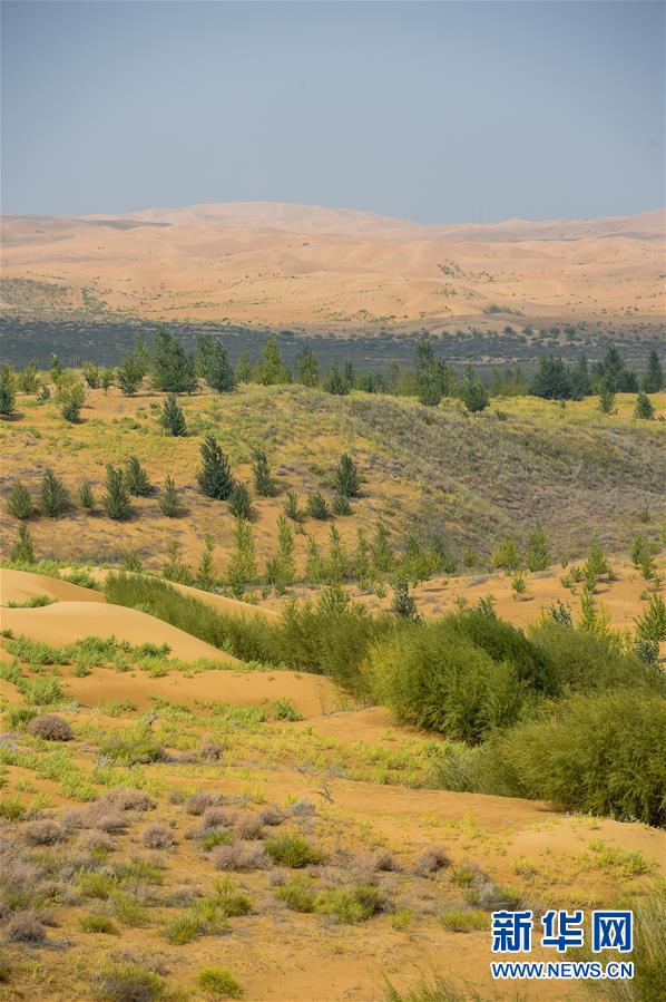 （在習(xí)近平新時(shí)代中國(guó)特色社會(huì)主義思想指引下&mdash;&mdash;新時(shí)代新作為新篇章&middot;習(xí)近平總書記關(guān)切事&middot;圖文互動(dòng)）（6）綠意，在黃沙中鋪展&mdash;&mdash;我國(guó)防沙治沙紀(jì)實(shí)