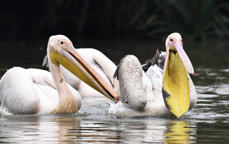 白鵜鶘&ldquo;作客&rdquo;?？? />  
<div>白鵜鶘“作客”?？?/div>
</a>
<a href=