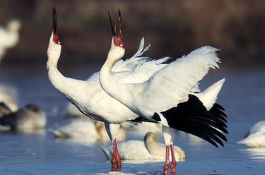 &ldquo;世界最大白鶴群&rdquo;朋友圈在擴大