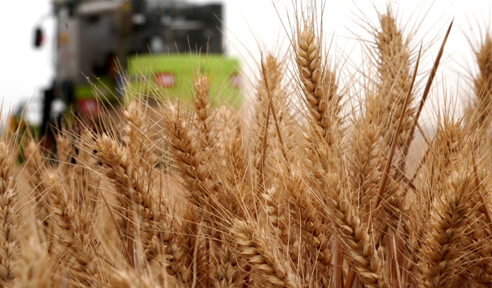 庚子之豐&mdash;&mdash;2020年河南夏糧豐收?qǐng)D景