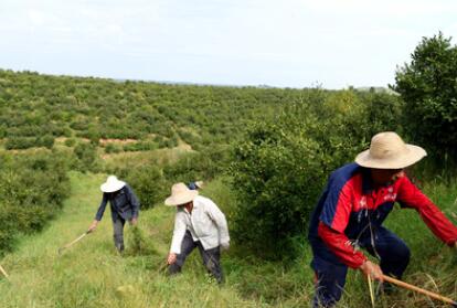 &ldquo;一畝油茶百斤油，又娶媳婦又蓋樓&rdquo;&mdash;&mdash;河南光山走上生態(tài)富民路