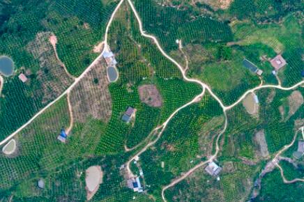 金沙江畔新華坪：黑色轉綠色，荒山變金山