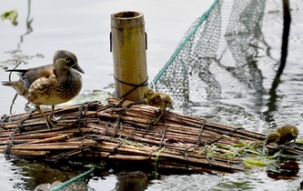 超有愛！西湖里的鴛鴦&ldquo;愛心橋&rdquo;升級(jí)
