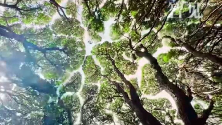 樹(shù)木為何會(huì)相互“禮讓”？