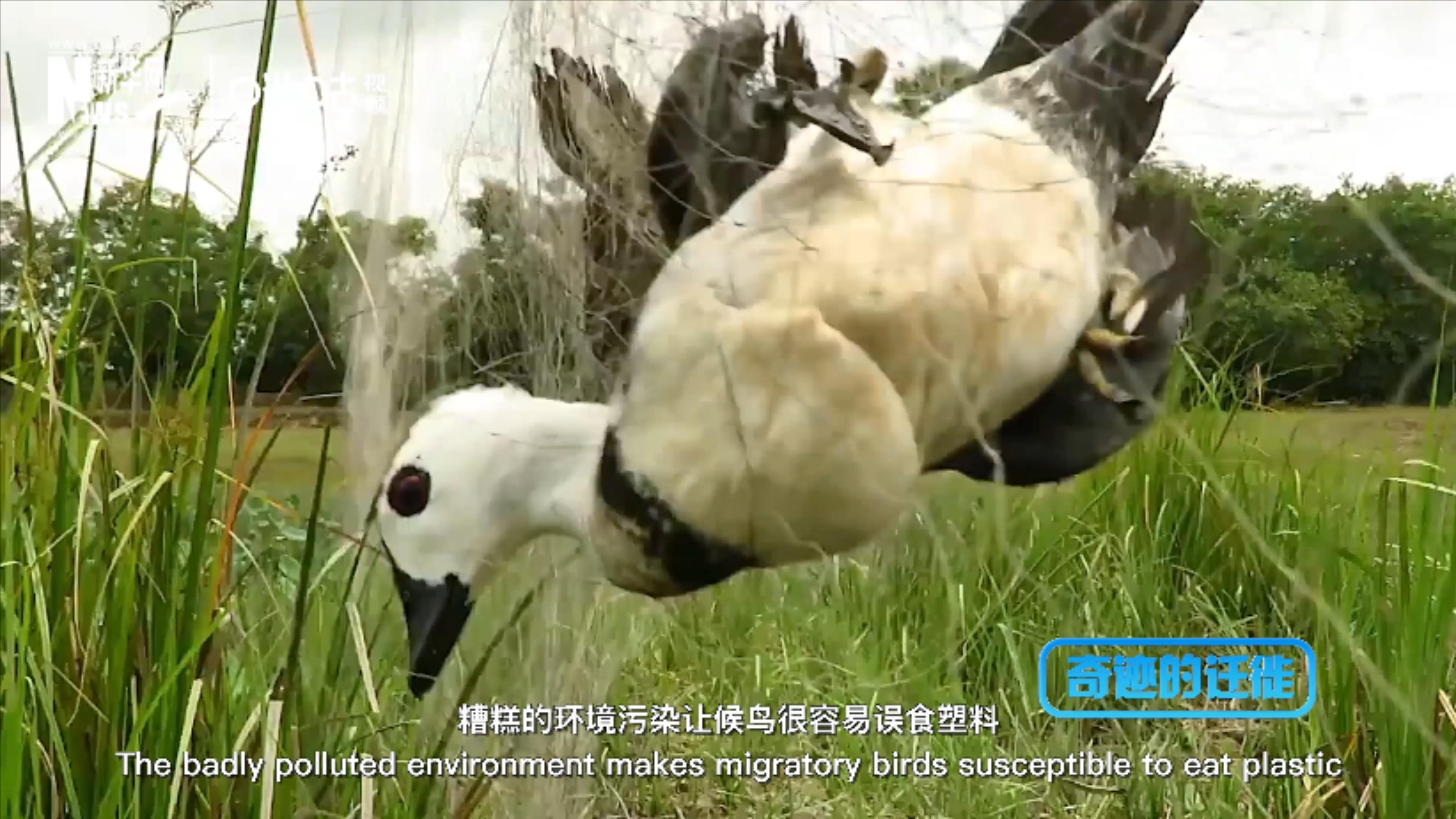 棲息地減少、環(huán)境污染、捕殺正威脅著候鳥的生存