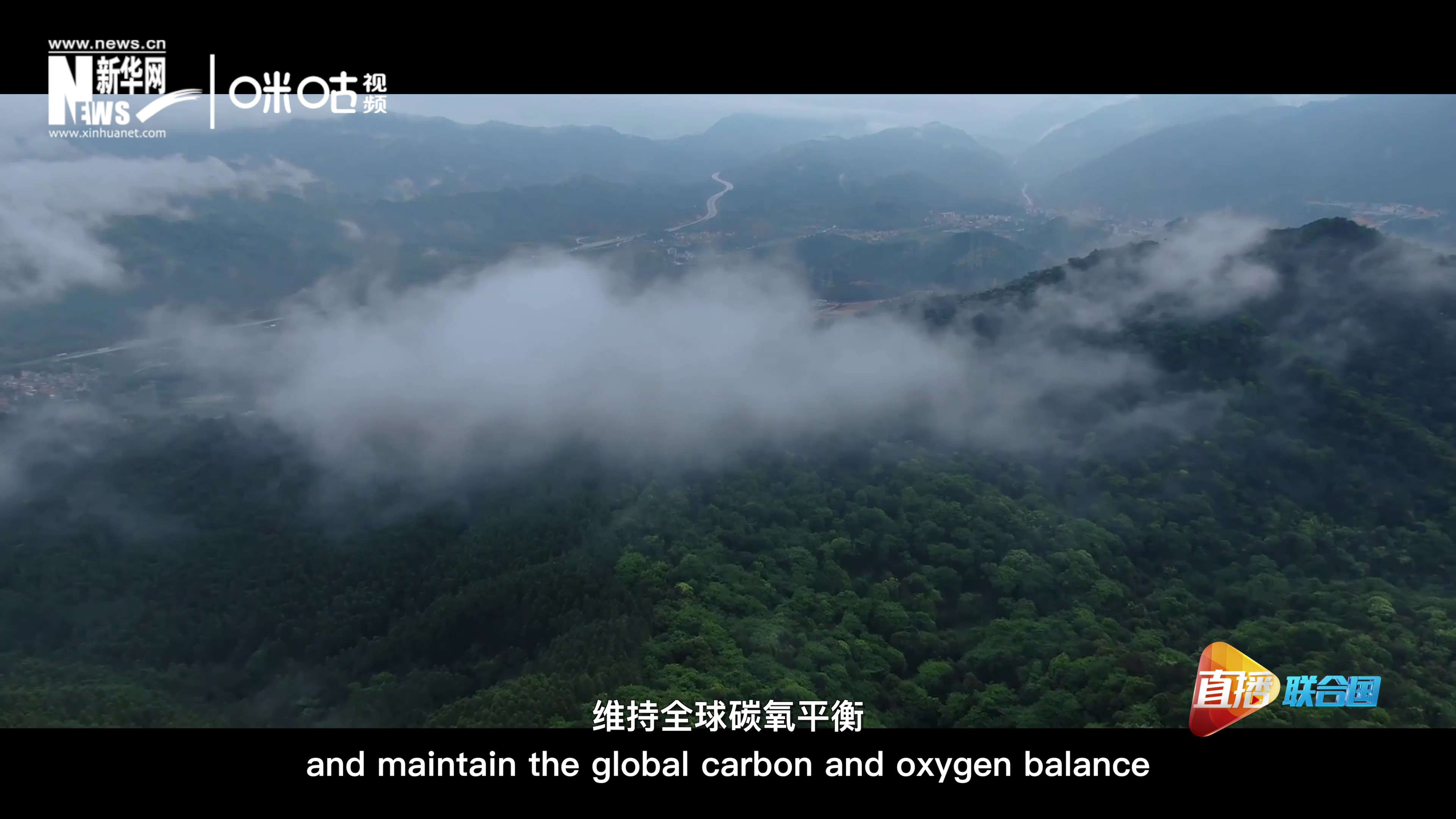 森林的碳匯可以協(xié)助減緩氣候變化，維持全球碳氧平衡