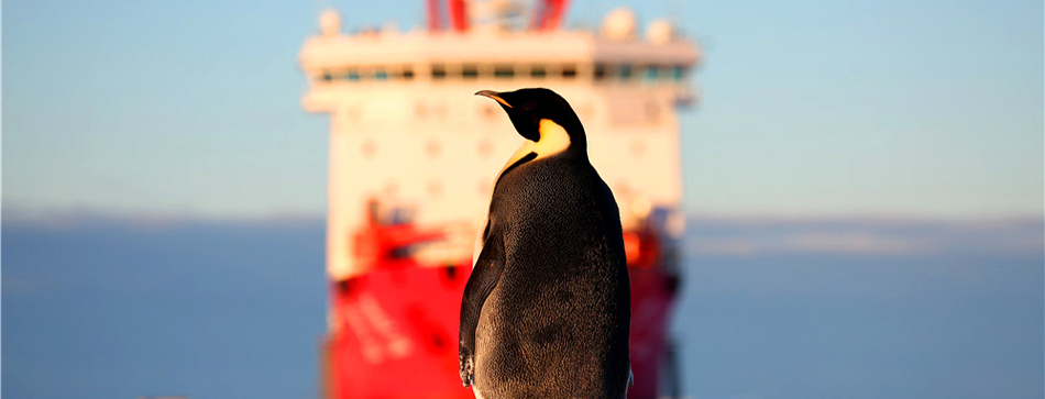 &ldquo;雪龍&rdquo;號(hào)的&ldquo;來(lái)客&rdquo;(高清)