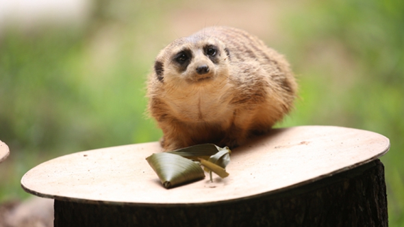 歡樂(lè)&ldquo;粽&rdquo;動(dòng)員！小動(dòng)物們吃上了&ldquo;專(zhuān)屬&rdquo;粽子