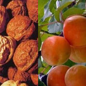 泰山核桃、紅玉杏