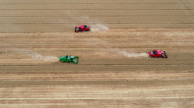 【&ldquo;飛閱&rdquo;中國(guó)】黃河兩岸，麥浪翻滾遍地金