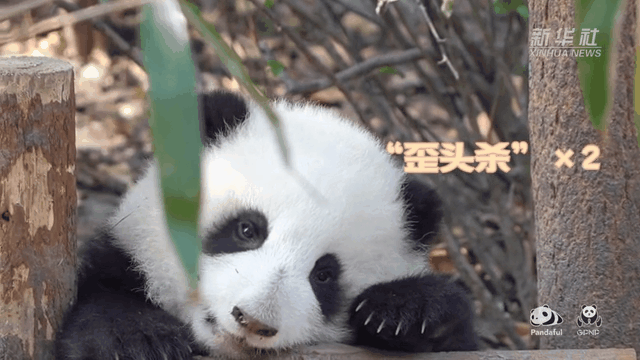 請(qǐng)注意，前方有滾滾發(fā)起近距離&ldquo;歪頭殺&rdquo;