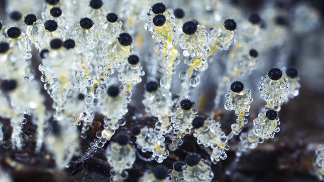 太美了！90后姑娘拍下微觀菌類世界