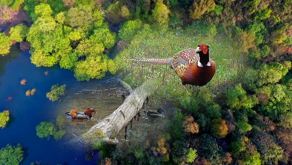 世界地球日丨神奇珍稀動(dòng)物在哪里？車(chē)八嶺國(guó)家級(jí)自然保護(hù)區(qū)走一波