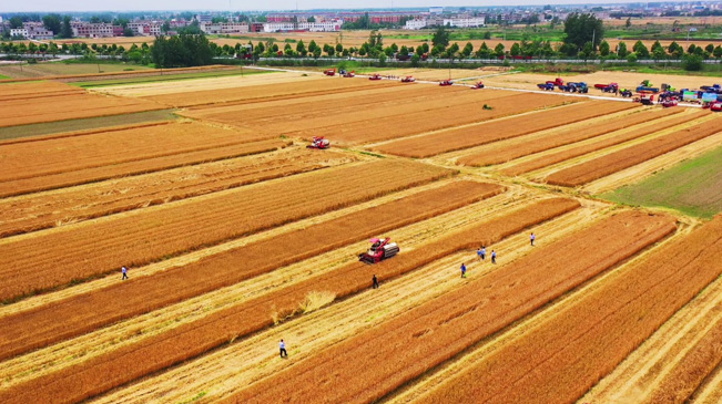 瞰豐收！風(fēng)吹麥浪 &ldquo;鐵馬&rdquo;馳騁