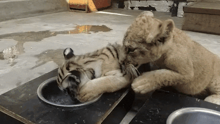 &ldquo;萌萌噠&rdquo;！虎獅&ldquo;姊妹花&rdquo;