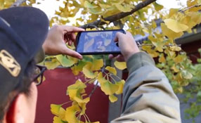 拯救你的拍照技術(shù)！五招用手機拍出唯美銀杏照