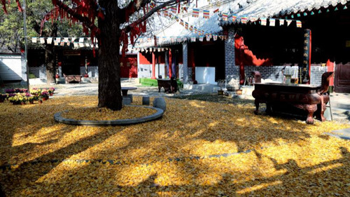 臨沂小伙回老家，爹媽往后備箱里塞活豬