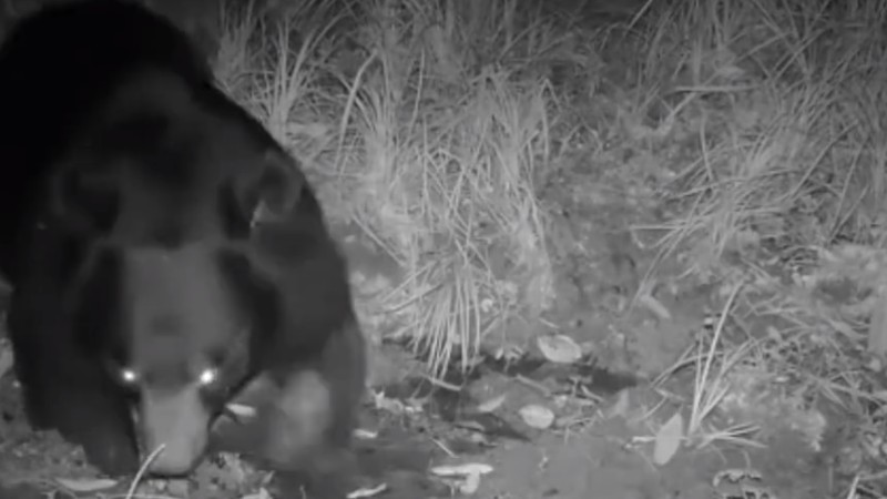 熊出沒！云南拍到黑熊喝水滾泥潭畫面