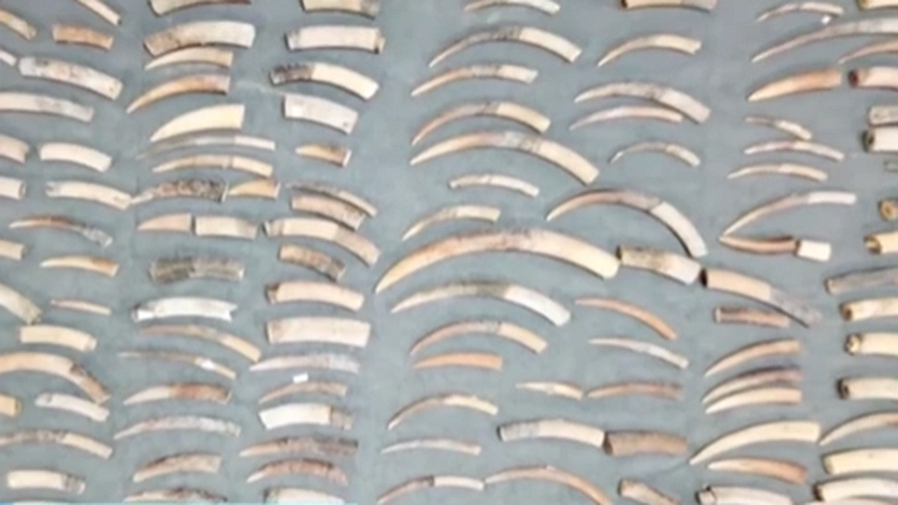 廣東廣州：特大象牙走私案最后一名主犯被逮捕