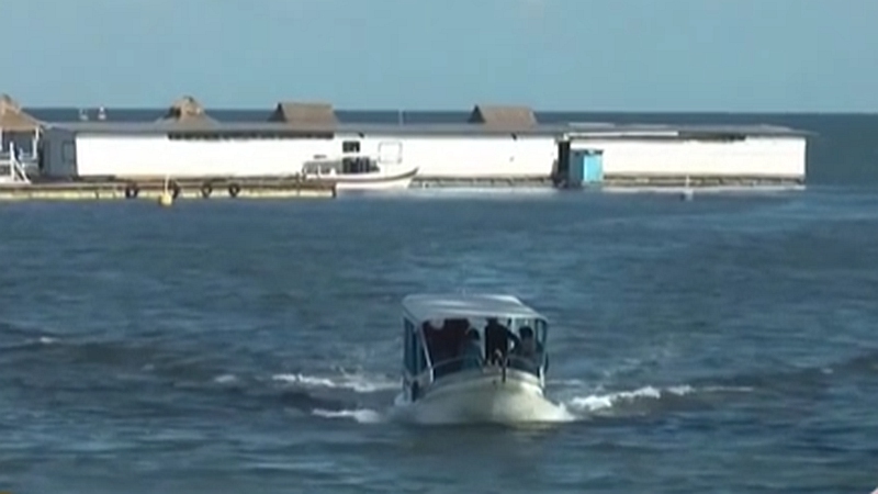 整頓！ 非法營業(yè) 印尼巴厘島解救七只寬吻海豚