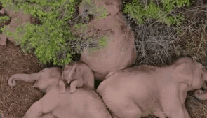 &ldquo;象&rdquo;往何處？ 亞洲象的&ldquo;正確睡姿&rdquo;什么樣？