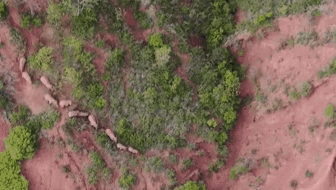 &ldquo;象&rdquo;往何方？ 象群正翻山南行 當(dāng)?shù)赜行蚴枭⑷罕? /></a>
<div   id=