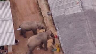 圈粉無數(shù)的&ldquo;大象旅行團&rdquo;走到哪兒了？