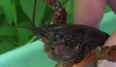 封殺！ 日本擬將小龍蝦指定為外來入侵物種