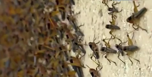 恐怖！ 漫天飛舞 俄邊疆區(qū)遭蝗蟲、瓢蟲侵襲