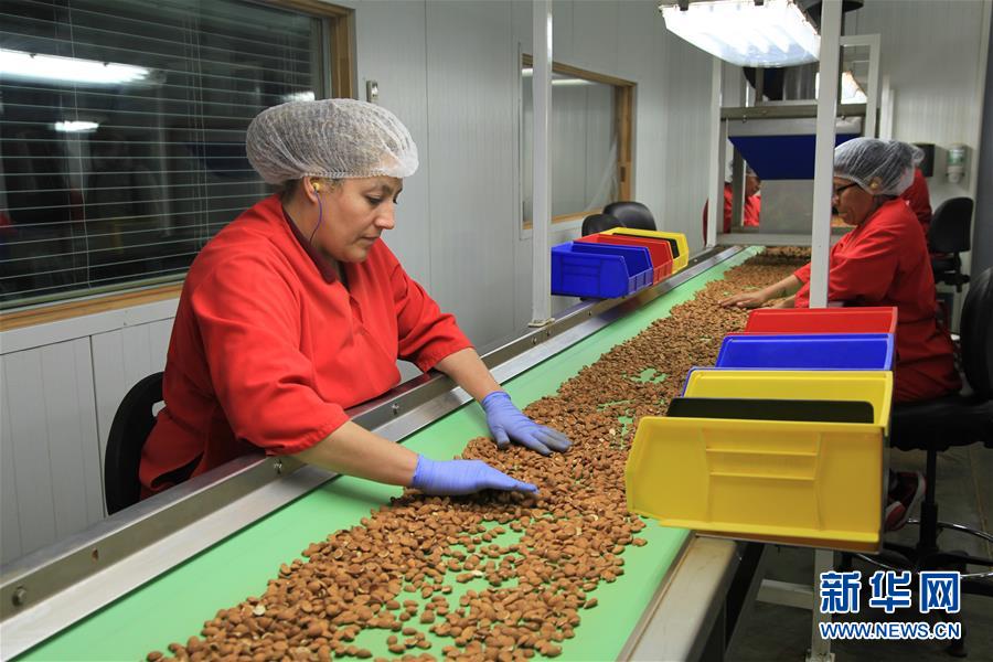 （國際&middot;圖文互動）（1）加州巴旦木種植業(yè)農(nóng)民期待中美早日消除貿(mào)易摩擦