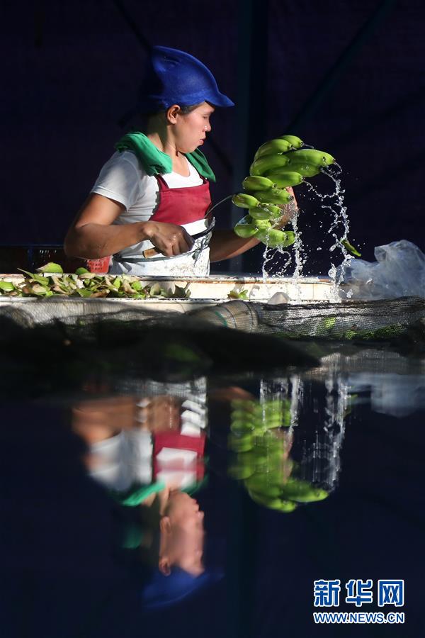 （國際&middot;圖文互動）（2）菲律賓香蕉&ldquo;北上&rdquo;記