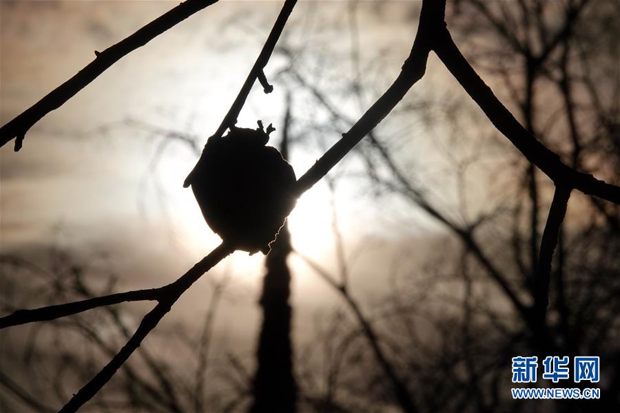 （國際&middot;圖文互動）（10）一場山火，讓這個冬天格外冷&mdash;&mdash;探訪美國加州山火災區(qū)