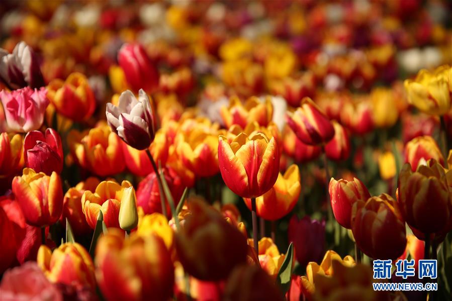 （國際&middot;北京世園會）（20）世界園林巡禮&mdash;&mdash;比利時拜加登城堡