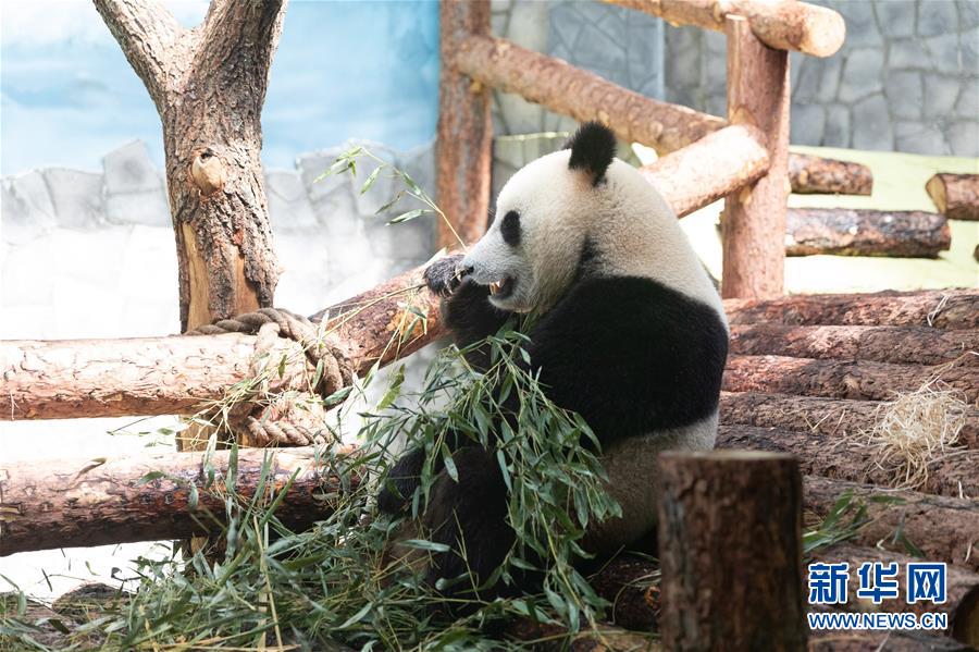 （習(xí)近平出訪(fǎng)配合稿&middot;圖文互動(dòng)）（3）通訊：&ldquo;友誼使者&rdquo;中國(guó)大熊貓入住莫斯科新家