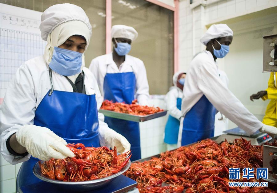 (國際·圖文互動(dòng))(7)從尼羅河畔到中國餐桌——一只“洋”小龍蝦的36小時(shí)旅程