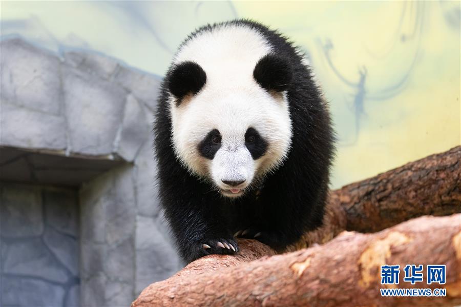 （新華全媒頭條&middot;圖文互動）（11）特稿：新時(shí)代 新典范 新航程&mdash;&mdash;寫在中俄建交70周年之際