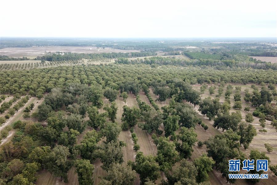 （國(guó)際&middot;圖文互動(dòng)）（6）通訊：期待美中盡早達(dá)成貿(mào)易協(xié)議&mdash;&mdash;颶風(fēng)和關(guān)稅夾擊下的美國(guó)山核桃種植戶(hù)盼重回中國(guó)市場(chǎng)