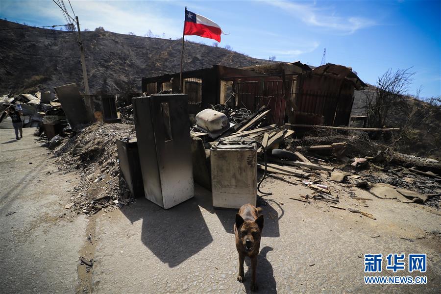 (國(guó)際·圖文互動(dòng))(1)智利瓦爾帕萊索森林大火殃及200多所房屋