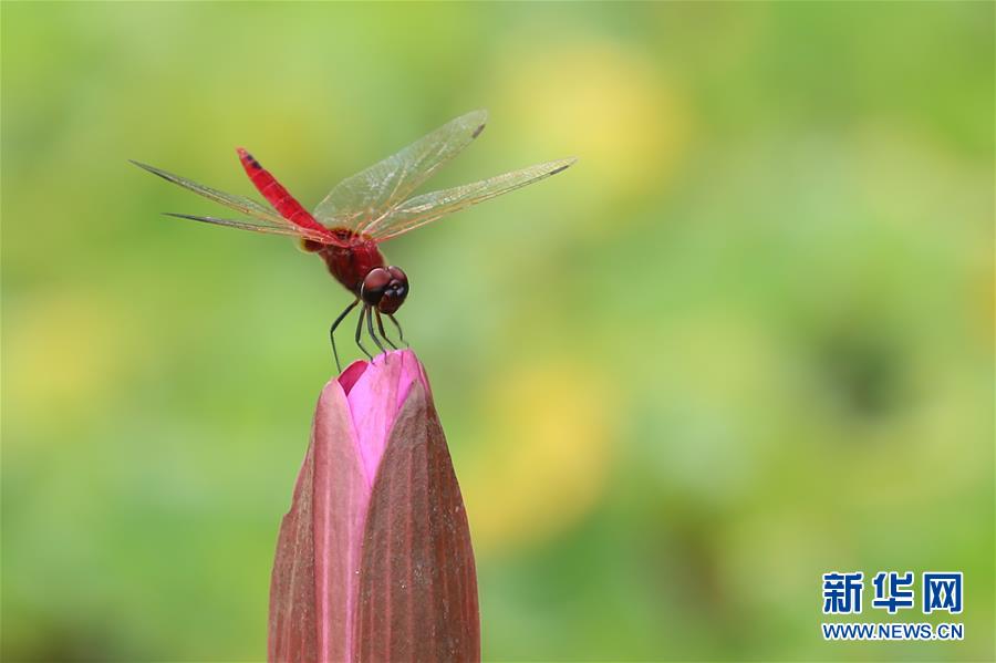 （國際&middot;年終報道）（7）2019，精&ldquo;彩&rdquo;紛呈