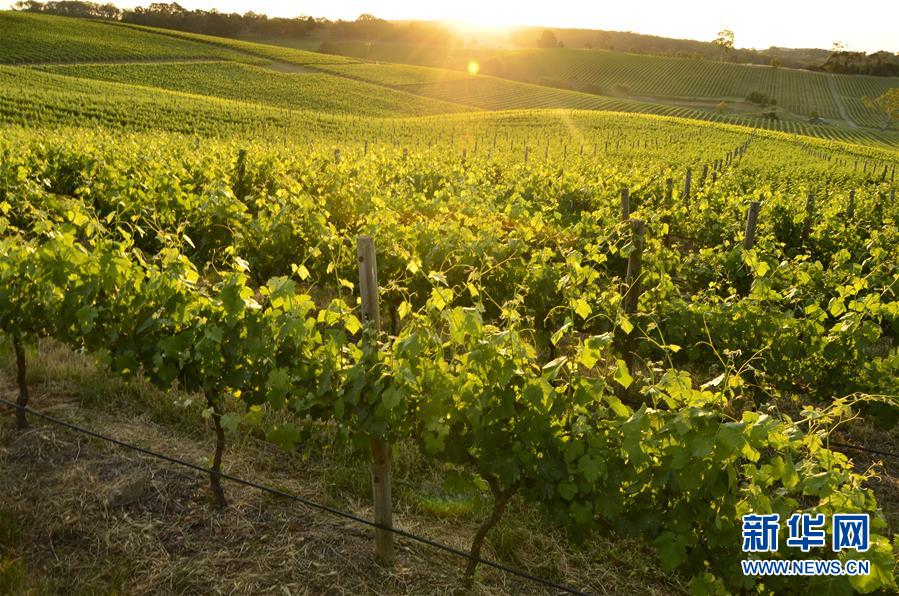 （第三屆進(jìn)博會&middot;圖文互動）（1）專訪：進(jìn)博會是了解中國市場的好機(jī)會&mdash;&mdash;訪澳大利亞諾瓦維塔葡萄酒集團(tuán)創(chuàng)始人卡臣