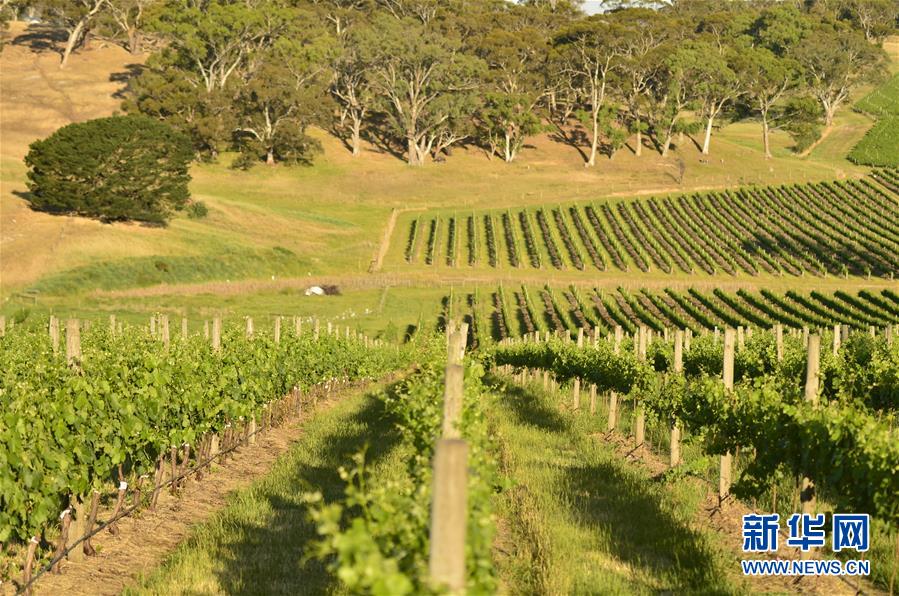 （第三屆進(jìn)博會&middot;圖文互動）（5）專訪：進(jìn)博會是了解中國市場的好機(jī)會&mdash;&mdash;訪澳大利亞諾瓦維塔葡萄酒集團(tuán)創(chuàng)始人卡臣