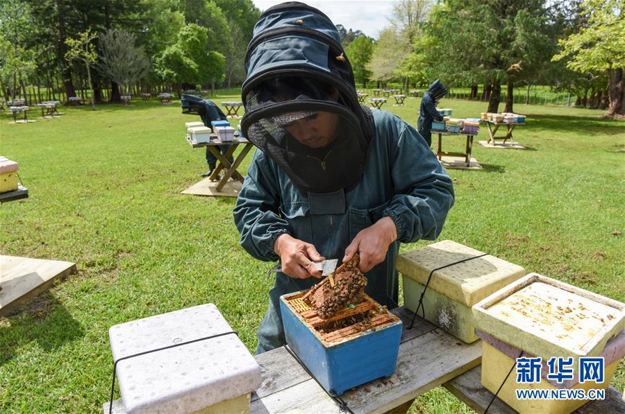 (第三屆進博會·圖文互動)(7)通訊:新西蘭的進博會味道,甜