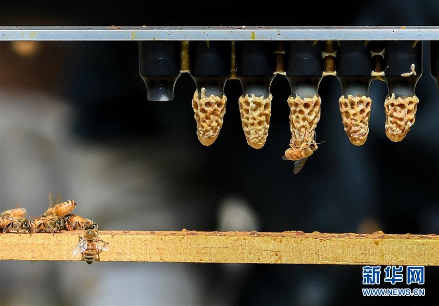 (第三屆進博會·圖文互動)(9)通訊:新西蘭的進博會味道,甜