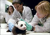 為什么動物能成為當之無愧的外交使者？