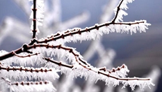 貴州樹(shù)木開(kāi)冰花 遠(yuǎn)望似&ldquo;千樹(shù)萬(wàn)樹(shù)梨花開(kāi)&rdquo;