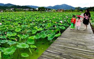 武夷山：萬(wàn)畝荷花引客來(lái)